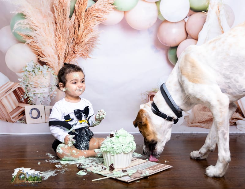 סמאשקייק, קייק סמאש או פשוט צילומי גיל שנה  רגעים מתוקים מחגיגת יום הולדת הראשונה של הבייבי.