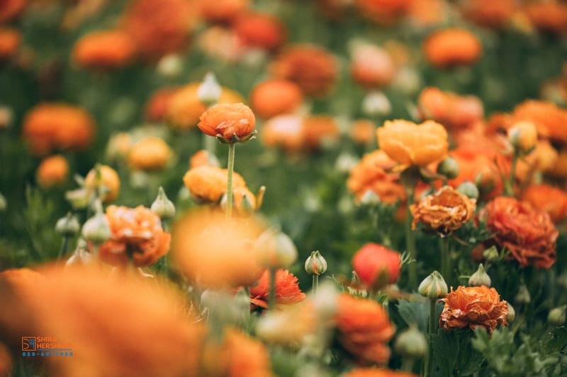 ארץ ישראל היפה 