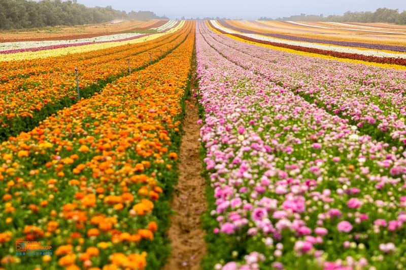 ארץ ישראל היפה 