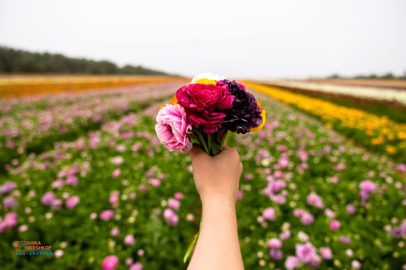 ארץ ישראל היפה 
