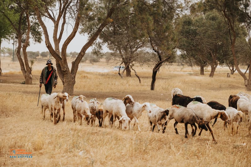 ארץ ישראל היפה 