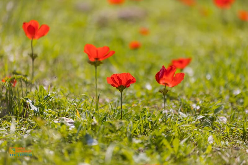 ארץ ישראל היפה 