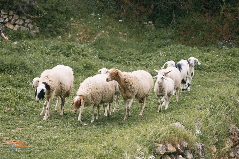 ארץ ישראל היפה 