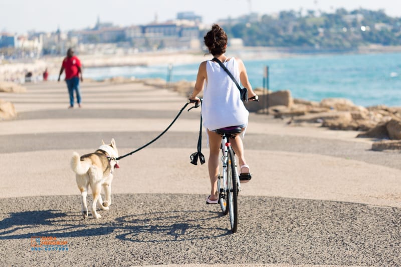 ארץ ישראל היפה 
