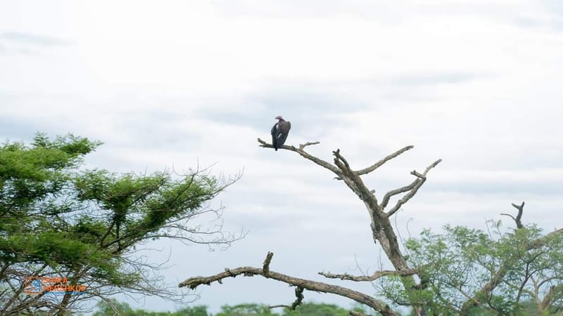 טיולי ספארי - קניה ואוגנדה 