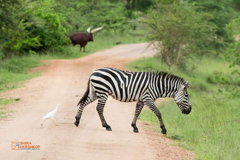 טיולי ספארי - קניה ואוגנדה 