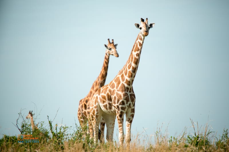 טיולי ספארי - קניה ואוגנדה 