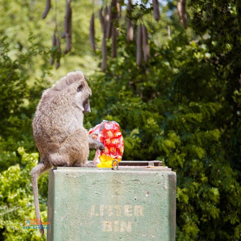 טיולי ספארי - קניה ואוגנדה 
