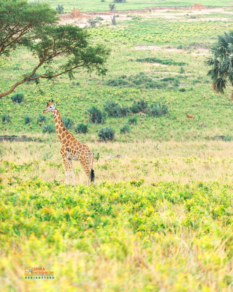 טיולי ספארי - קניה ואוגנדה 