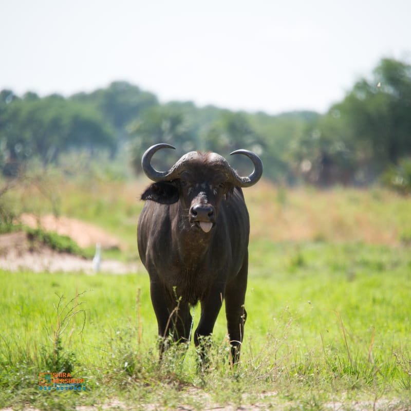 טיולי ספארי - קניה ואוגנדה 