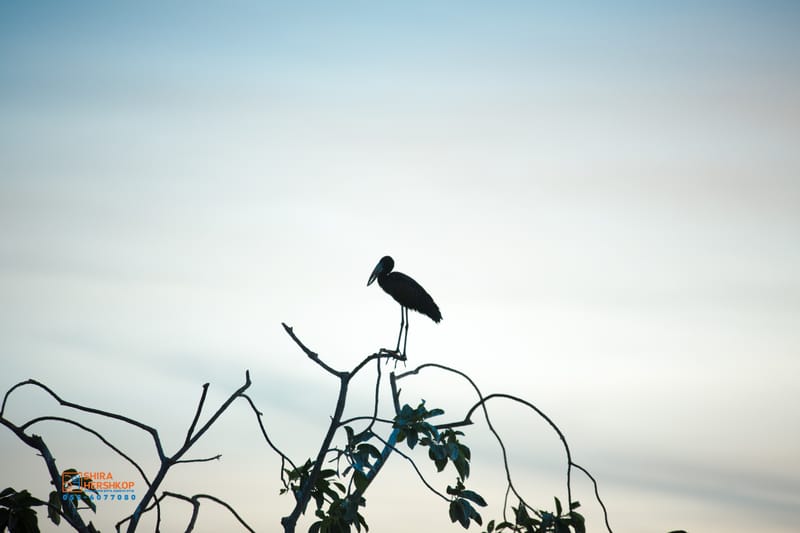 טיולי ספארי - קניה ואוגנדה 