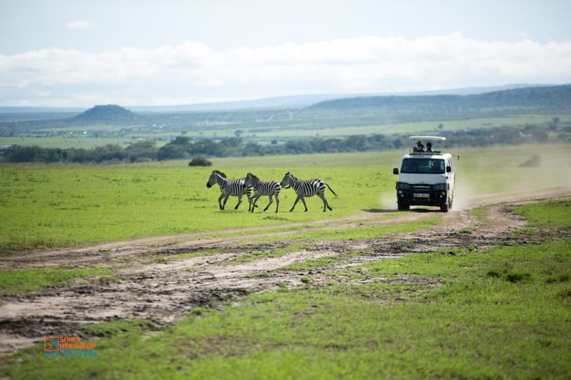 טיולי ספארי - קניה ואוגנדה 