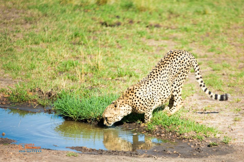 טיולי ספארי - קניה ואוגנדה 