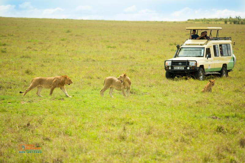 טיולי ספארי - קניה ואוגנדה 
