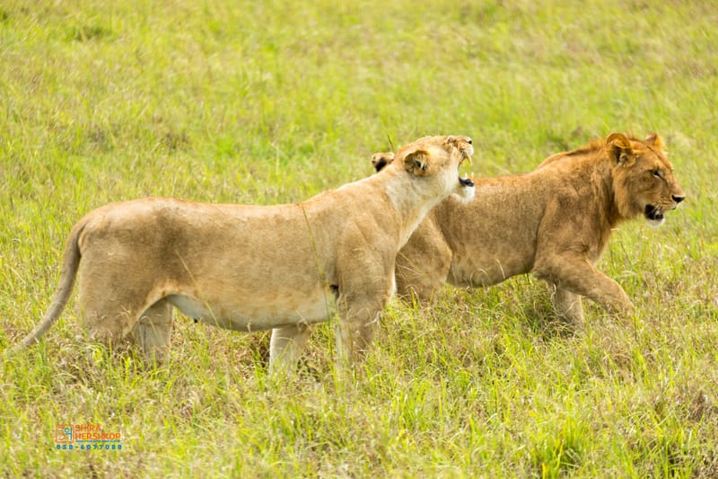 טיולי ספארי - קניה ואוגנדה 