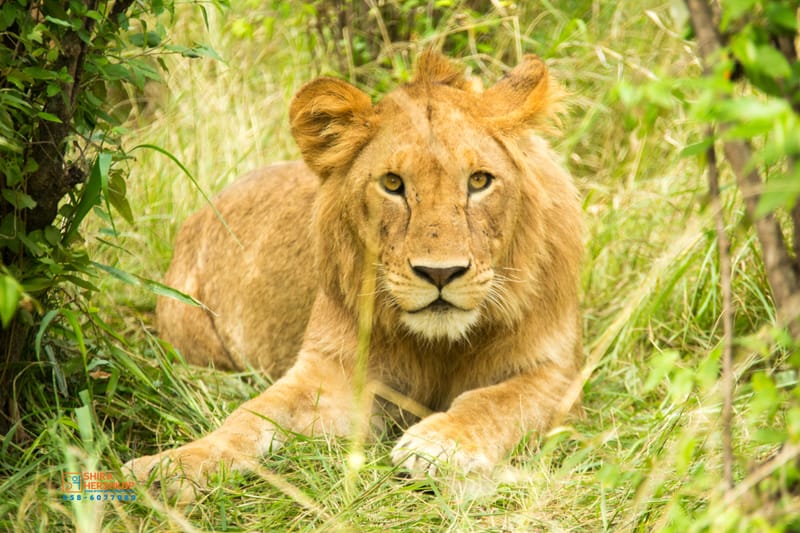 טיולי ספארי - קניה ואוגנדה 