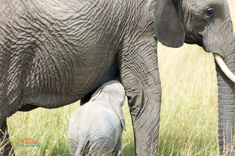 טיולי ספארי - קניה ואוגנדה 