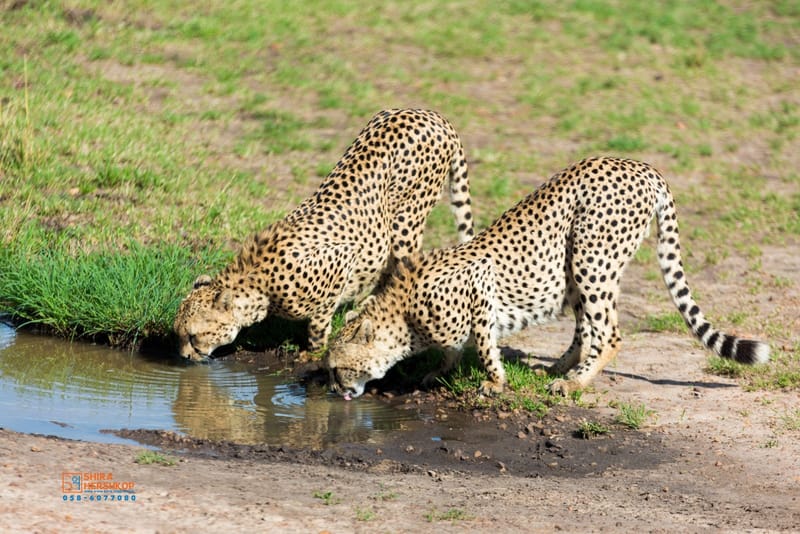 טיולי ספארי - קניה ואוגנדה 