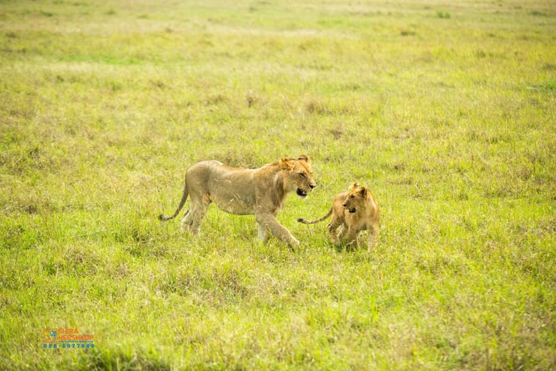 טיולי ספארי - קניה ואוגנדה 