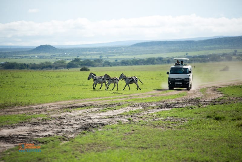 טיולי ספארי - קניה ואוגנדה 