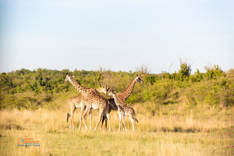טיולי ספארי - קניה ואוגנדה 