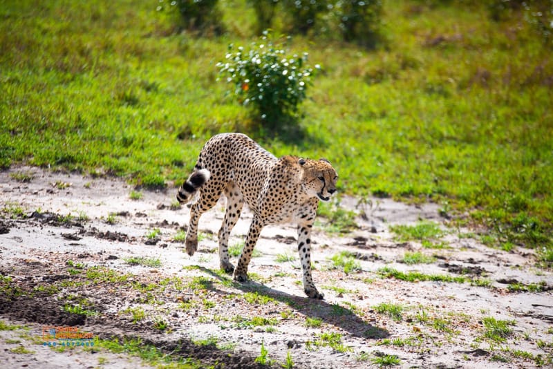 טיולי ספארי - קניה ואוגנדה 
