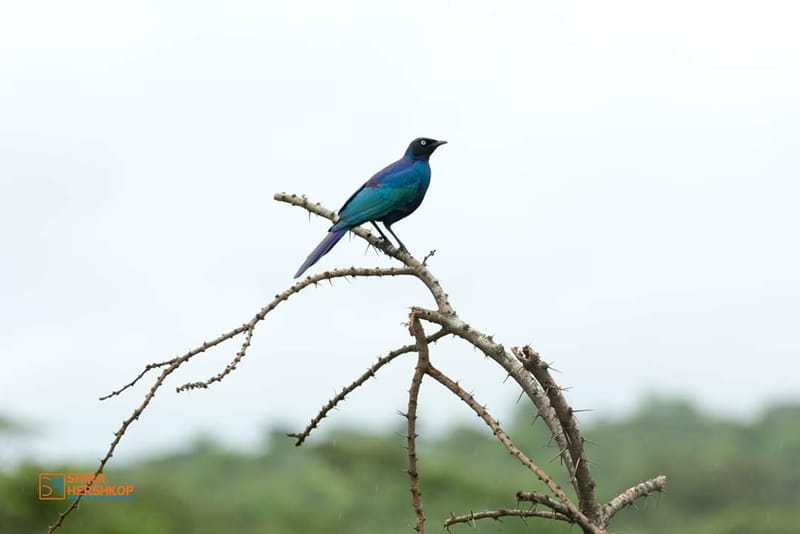 טיולי ספארי - קניה ואוגנדה 