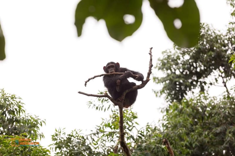 טיולי ספארי - קניה ואוגנדה 