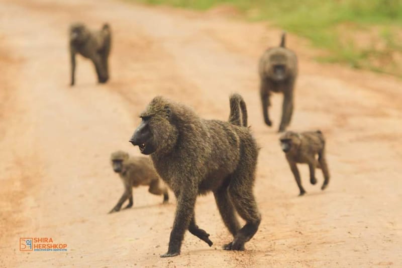טיולי ספארי - קניה ואוגנדה 