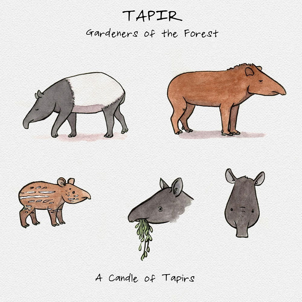 Tapir