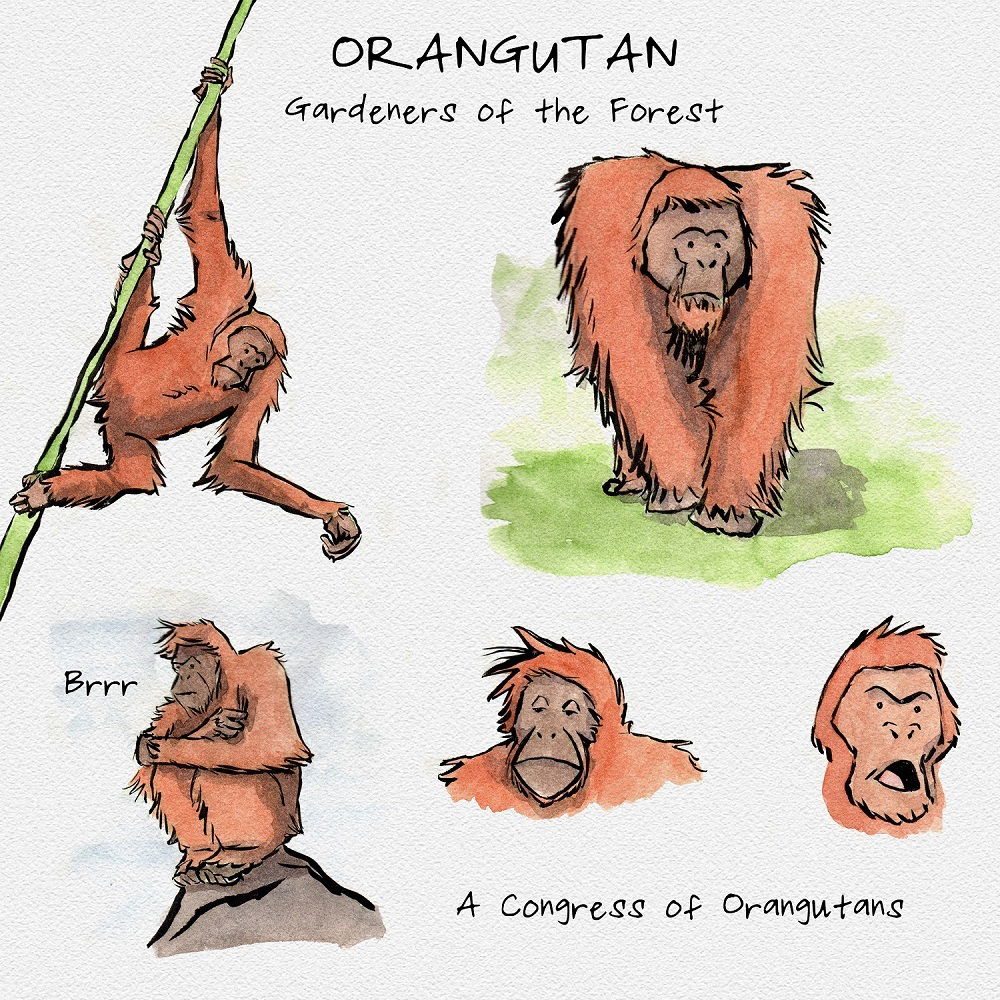 Orangutan