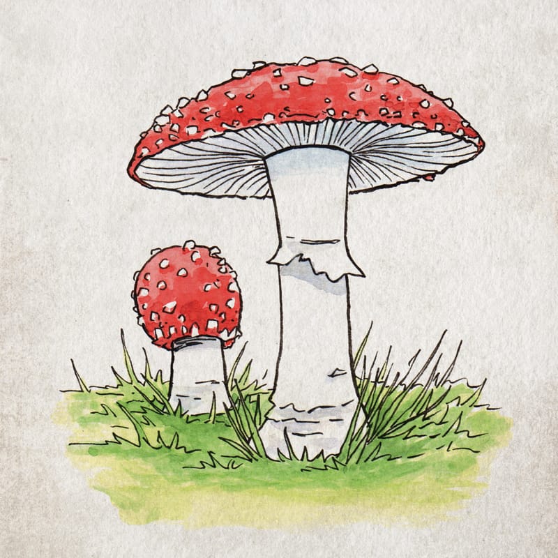 MUSHROOM Illustrated