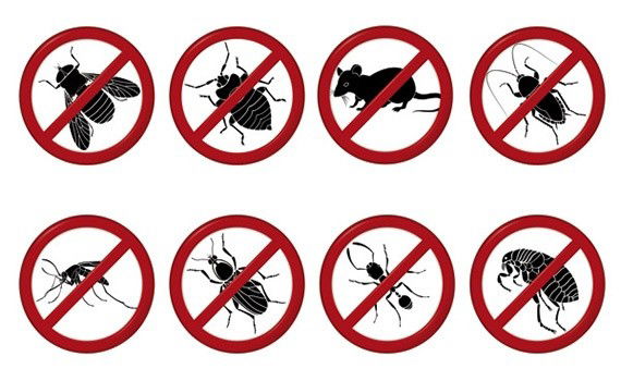 Désinsectisation de nuisibles