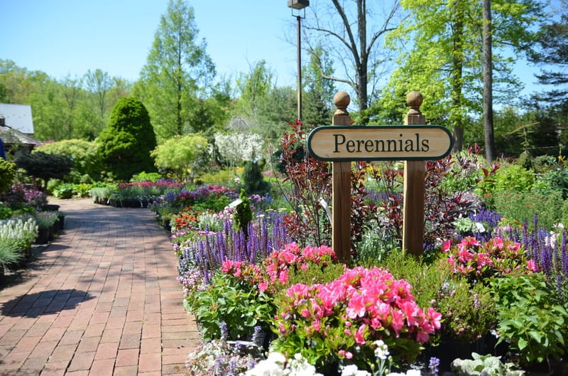 water for nursery plants