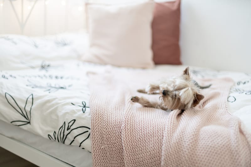 שיפוץ פנטהואז