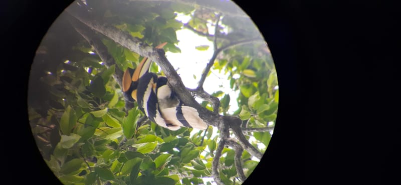 Jungle Tales 2.0 : The Awakening