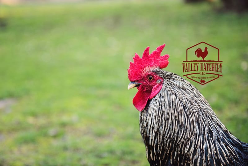 Our Blog - Homestead Hens
