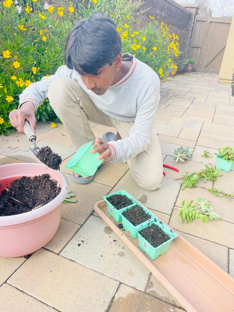 Seedling & Jewellery  Sale