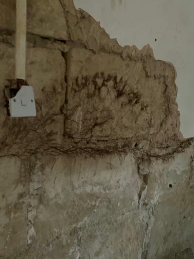 Dry Rot: Causes, Treatment, and Prevention
