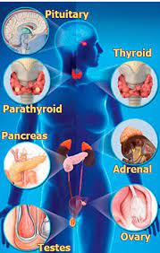 Endocrinology treatment in Chandigarh