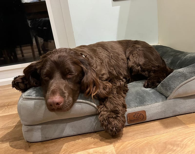 Home Boarding - Overnight