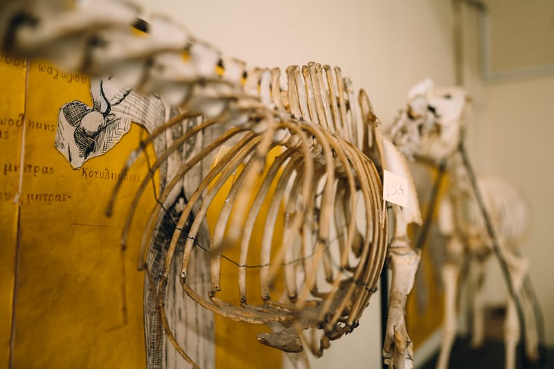 One of the first and largest universities in Greece