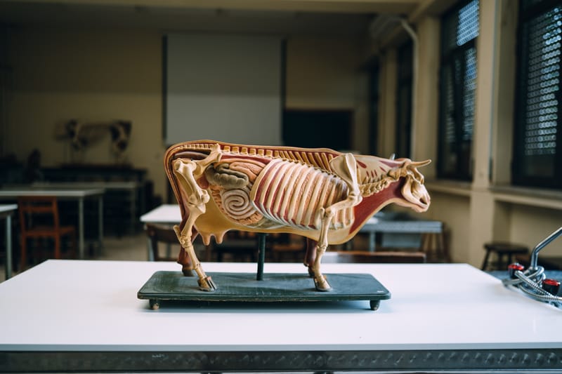 One of the first and largest universities in Greece