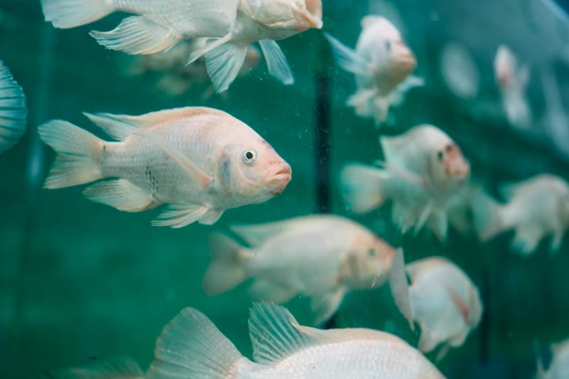 One of the first and largest universities in Greece