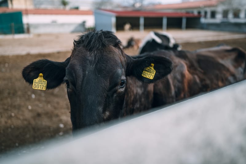 One of the first and largest universities in Greece