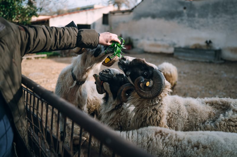 One of the first and largest universities in Greece