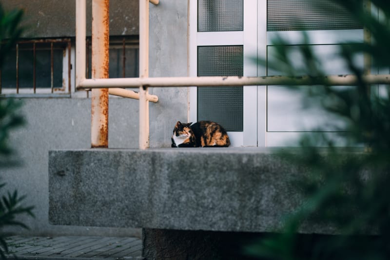 Early September in the bustling town of Zadar
