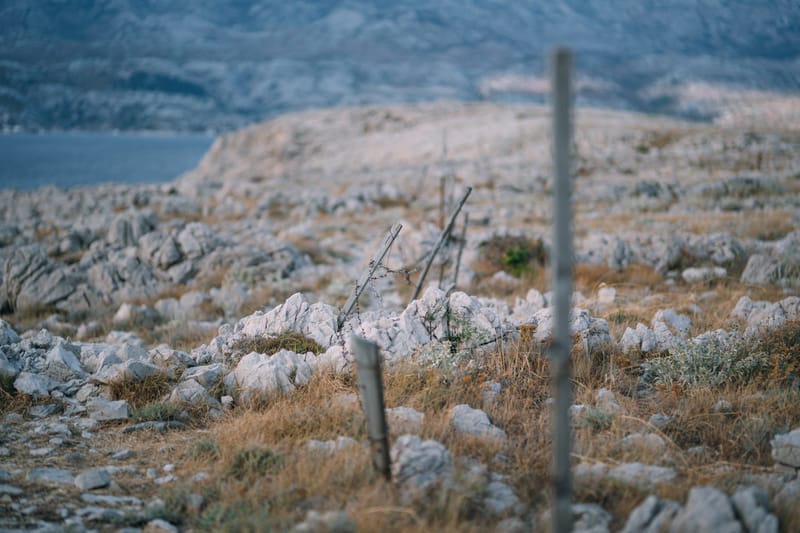 Early September in the bustling town of Zadar