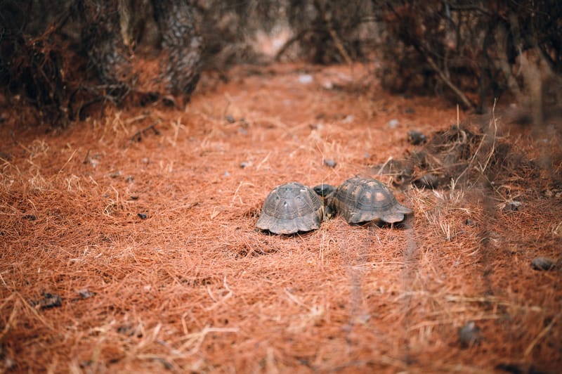 The iconic hill of Athens, its obvious and hidden stories