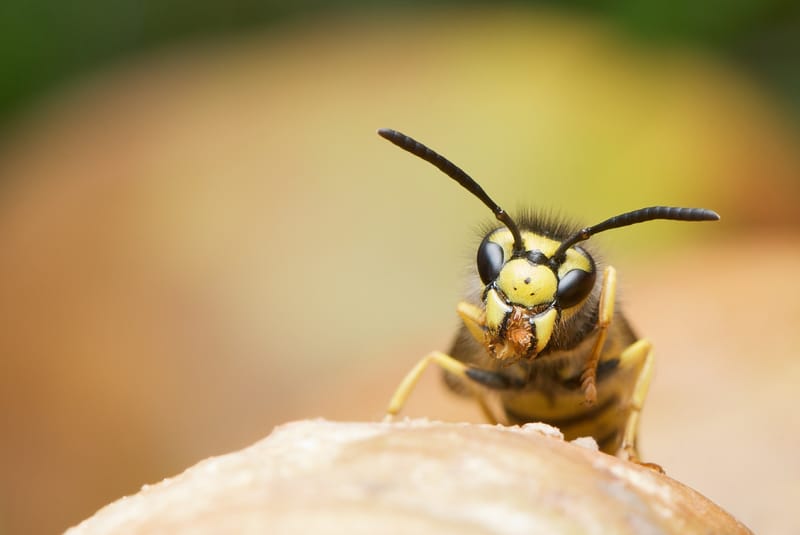 Wasp and insect control